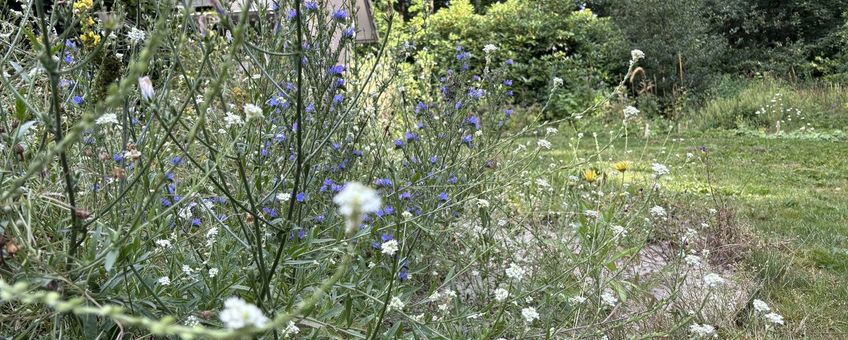 Natuurlijke tuin met streekeigen planten