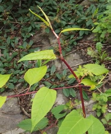 Fallopia x conollyana in Izegem (België)