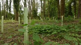 Bossen worden weer gezond gemaakt door bijvoorbeeld nieuwe bomen te planten die beter tegen droogte kunnen