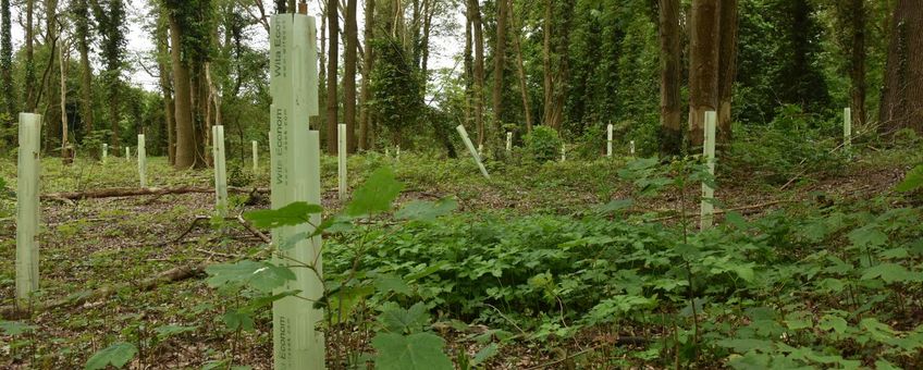 Bossen worden weer gezond gemaakt door bijvoorbeeld nieuwe bomen te planten die beter tegen droogte kunnen