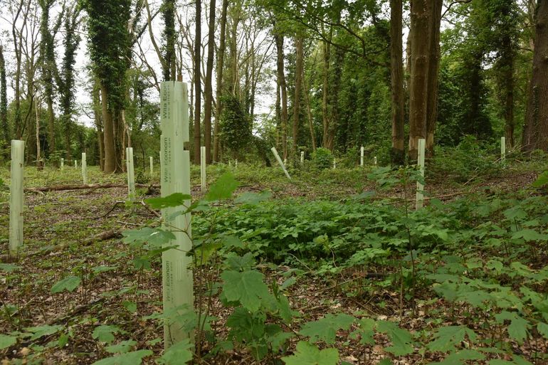 Bossen worden weer gezond gemaakt door bijvoorbeeld nieuwe bomen te planten die beter tegen droogte kunnen