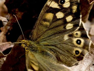 Ook vlinders spelen een rol als bestuiver. Hier een bont zandoogje met de kop vol stuifmeel.