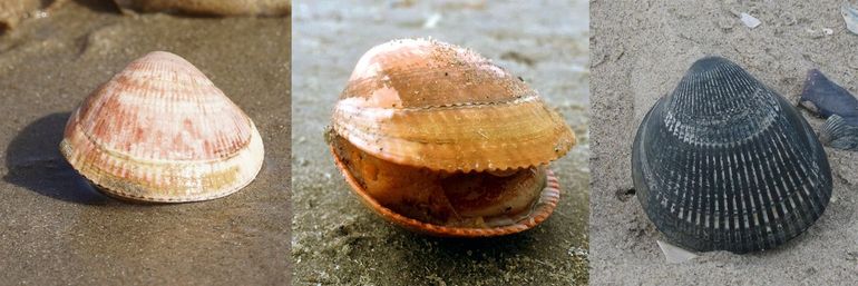 De Noorse hartschelp spoelt ook meer aan. Links: doublet gevonden bij IJmuiden, midden: op Ameland en rechts: idem, versleten klep waarop je de ribben goed ziet
