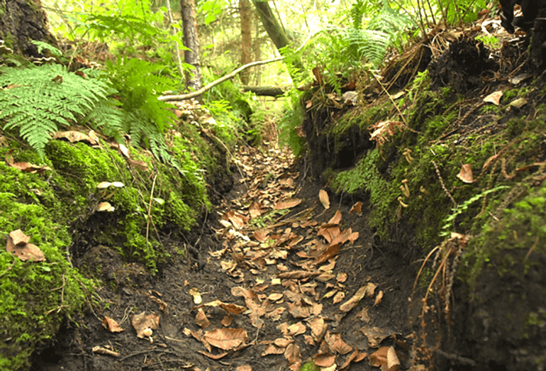 Drooggevallen greppel, waarin het hele jaar door verschillende soorten paddenstoelen groeien