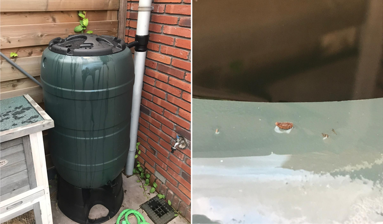 Links: Een regenton in de tuin kan dienen als mogelijke broedplaats voor steekmuggen. Rechts: Een eipakketje, vermoedelijk van de gewone huissteekmug, Culex pipiens