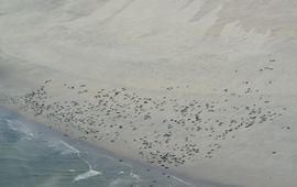 Grijze zeehonden op het droge (vliegtuigtellingen)