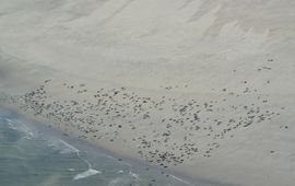 Sophie Brasseur. Eenmalig exclusief gebruik WUR. Grijze zeehonden op het droge (vliegtuigtellingen)