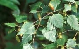 Arnold van Vliet Berk (ruwe) - Bloei (foto: Natuurkalender Handleiding)