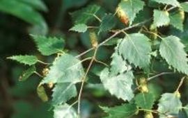 Berk (ruwe) - Bloei (foto: Natuurkalender Handleiding)