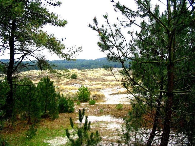 Zaailingen van Zwarte dennen zie je veel in de Staatsbossen van Schoorl