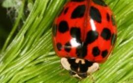 Nina Fatouros Veelkleurig Aziatisch lieveheersbeestje
Nina Fatouros, www.bugsinthepicture.com