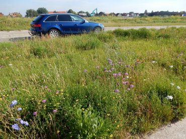 Aandacht op de Landelijke Vlinderdag voor bloemrijke bermen en hun waarde voor vlinders