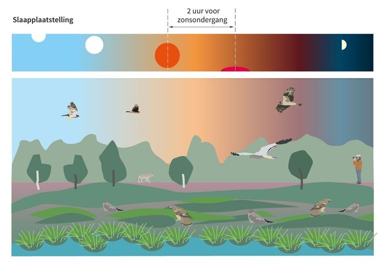 Schematische weergave van een slaapplaatstelling op een willekeurige plek op de Veluwe. De aanwezigheid van een wolf, een groep zwijnen of een jagende havik kan veel turbulentie veroorzaken en dat maakt dit soort veldwerk extra aantrekkelijk om te doen