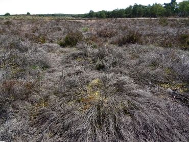 Extreme droogte op de heide