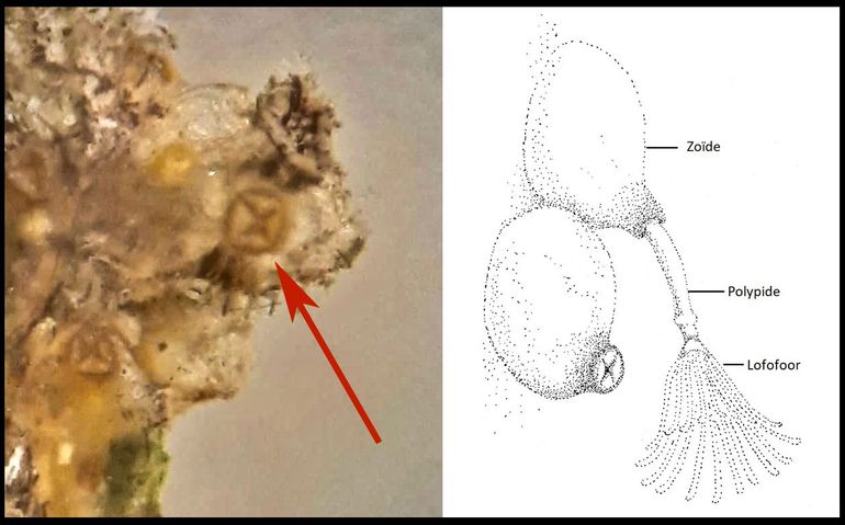 Bij zoïden met ingetrokken lofoforen is een karakteristiek ‘kruisje’ op de dichtgetrokken opening zichtbaar. Rechts: grafische weergave van twee zoïden, de bovenste met uitgestoken en de onderste met ingetrokken lofofoor/polypide. Foto 4x vergroting binoculair
