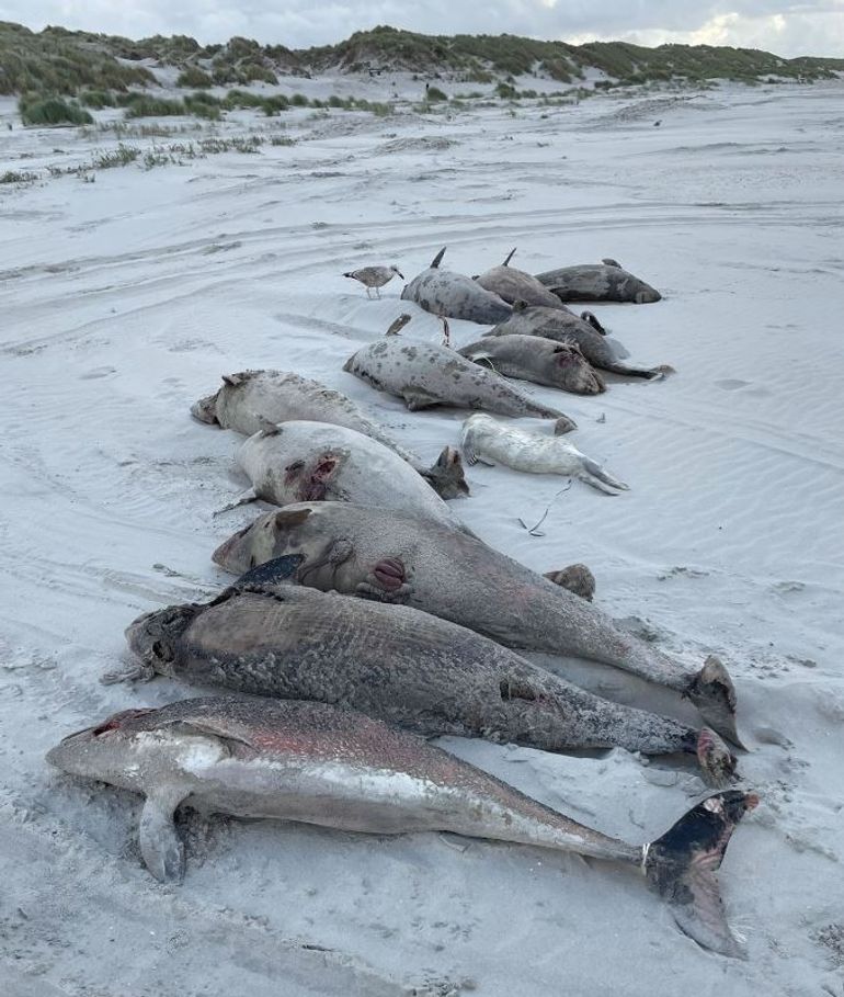 Aangespoelde bruinvissen op Ameland