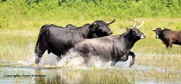 Sayaguesa stier probeert een koe af te schermen in de Drents Friese Wold