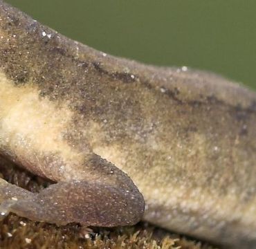Detail salamander
