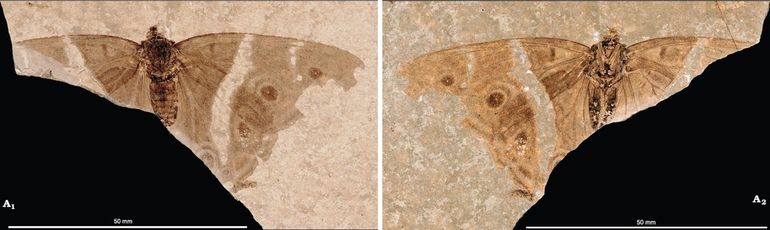 Het fossiel van Apaturoides monikae: A1 de bovenzijde en A2 de onderzijde