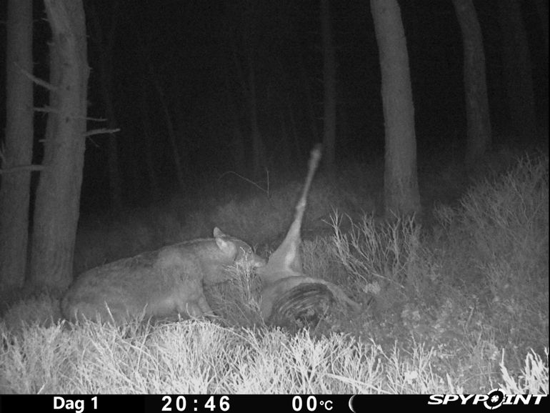 Wolf eet van prooi. Aaseters profiteren van de wolf als aasleverancier