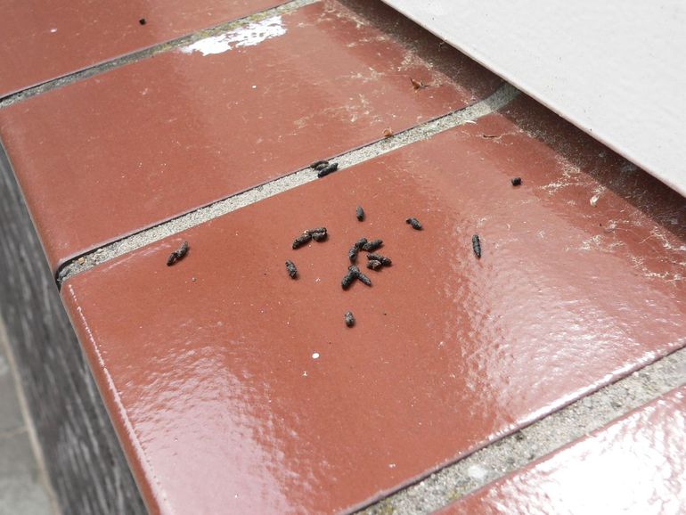Soms worden uitwerpselen van dwergvleermuizen gevonden