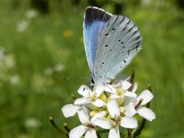 Vrouwtje van boomblauwtje is te herkennen aan de grote zwarte vleugelpunt