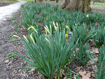 De eerste narcissen kwamen al in december in bloei en ook nu komen er nog narcissen in bloei