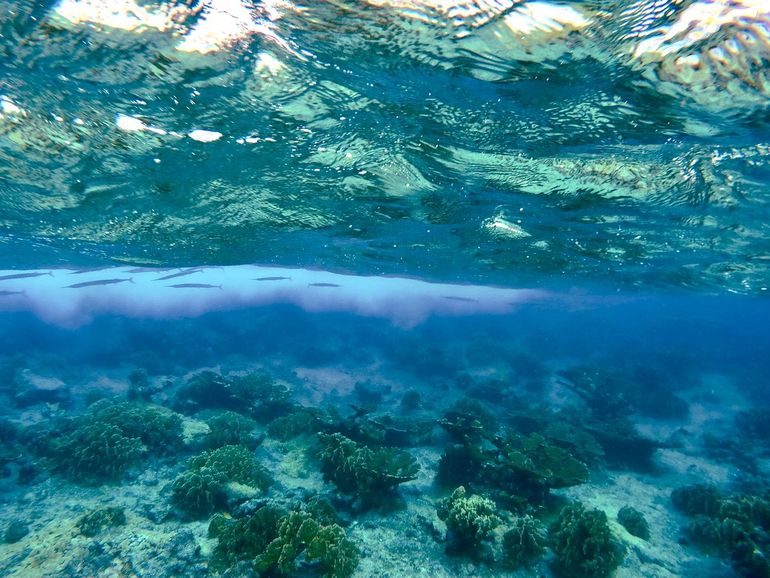 Gepen (Strongylura notata) bij Curaçao