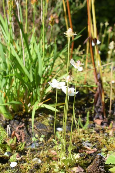 Parnassia in Domies Toen