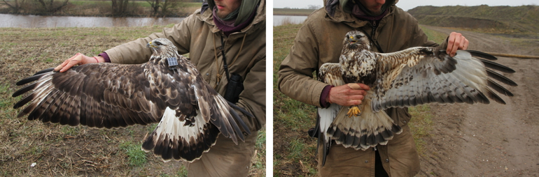 De ruigpootbuizerd nadat zij werd uitgerust met een GPS-zender. Door de aanwezigheid van slechts één donkere staarteindband en de donkere buik is zij als een volwassen vrouwtje te herkennen