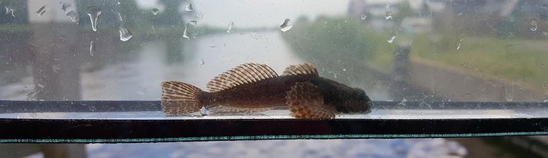 Rivierdonderpad in een cuvet met het kanaal op de achtergrond