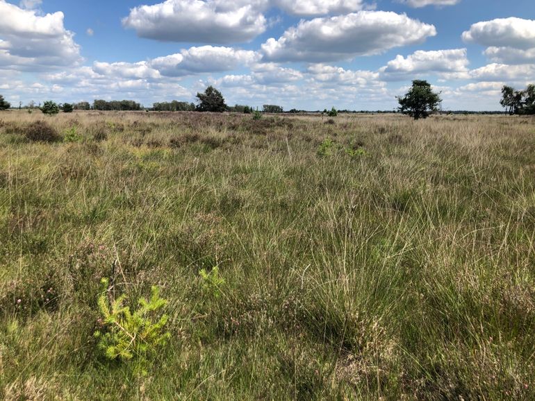 Voormalig leefgebied van de Heidehommel op de Strabrechtse Heide: door vergrassing en verdroging is de habitatkwaliteit ernstig aangetast