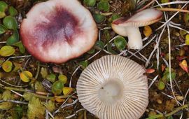 Russula nana