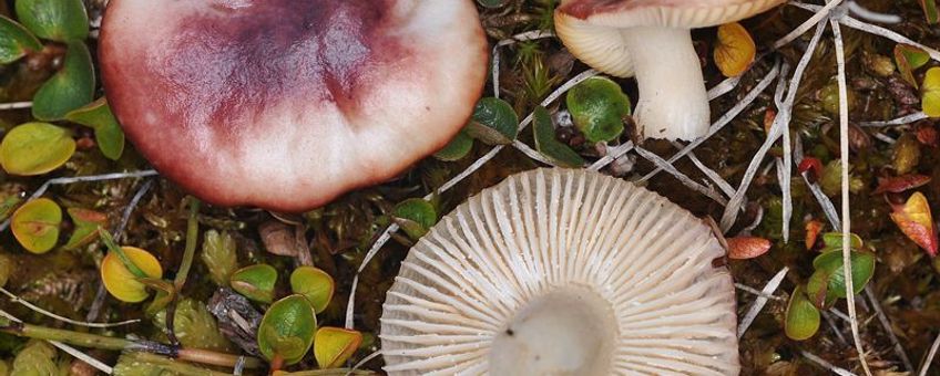 Russula nana