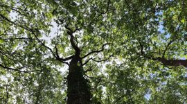 Boom kroon wilde bomen