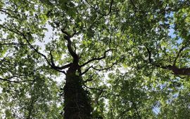 Boom kroon wilde bomen