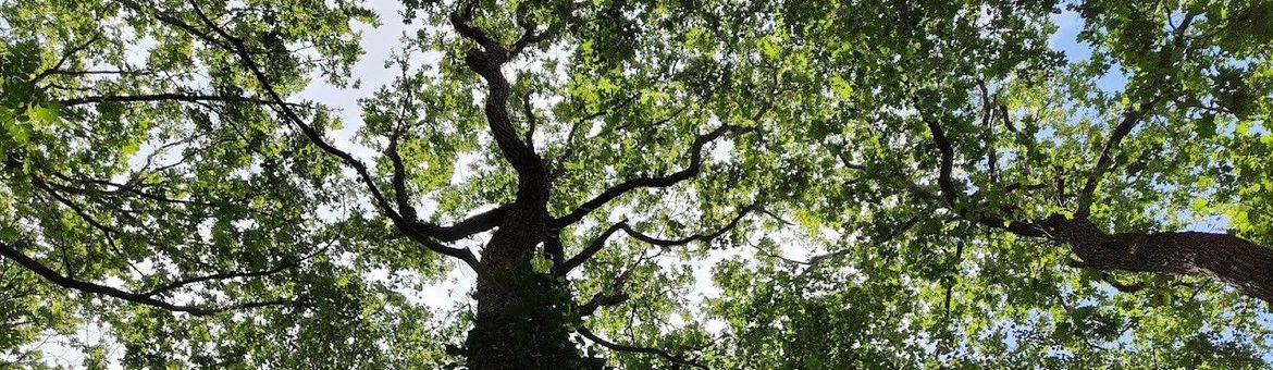 Boom kroon wilde bomen