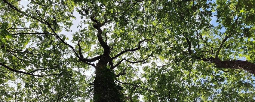 Boom kroon wilde bomen