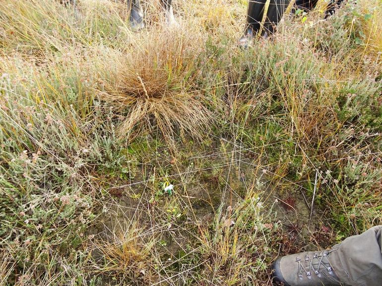 Een geplagde plek waar klokjesgentiaan zich weer kan vestigen