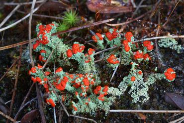 Bekermos (Cladonia cristatella)