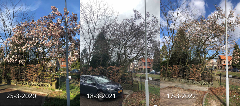 Stand van de ontwikkeling van een magnolia in Ede rond 20 maart in 2020, 2021 en 2022