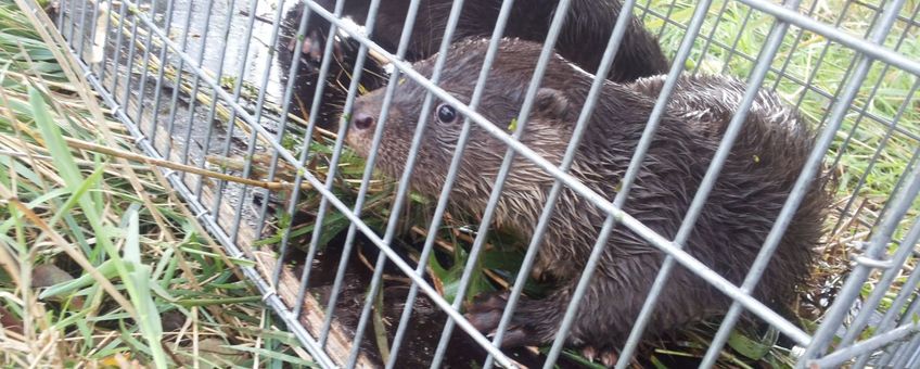 Jonge otters VOOR EENMALIG GEBRUIK