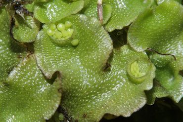 Lunularia cruciata met broedkorrels