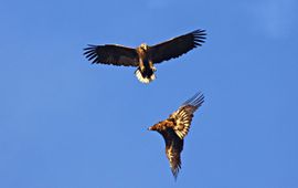 Zeearenden uit het Zuidlaarderneergebied, voor eenmalig gebruik bij persbericht van Avifauna Groningen