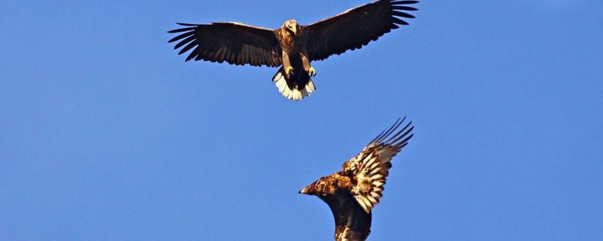 Zeearenden uit het Zuidlaarderneergebied, voor eenmalig gebruik bij persbericht van Avifauna Groningen