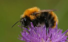 Akkerhommel mannetje