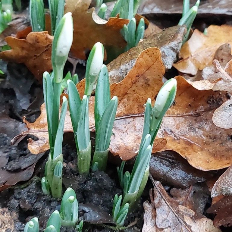 Gewone sneeuwklokjes in knop vorige week, vlak voordat de sneeuw viel