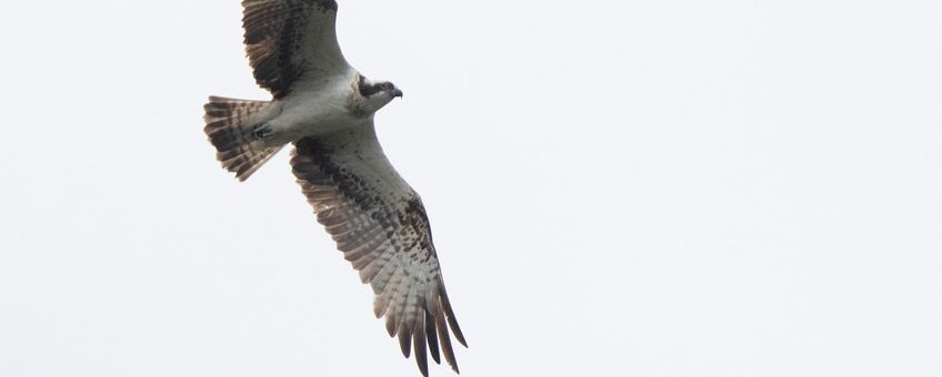 Pandion haliaetus. Visarend