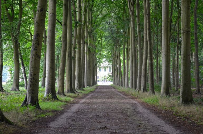 De landhuizen van de buitenplaatsen waren vaak te bereiken via een lange laan met aan weerszijden bomen. Via deze laan bereik je het landhuis van Gooilust