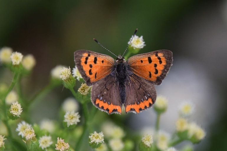 Kleine vuurvlinder (Lycaena phlaeas)